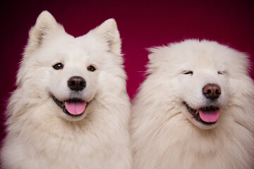 Two smiling dogs with their tongues hanging out on a burgundy background. Cute dogs of the Samoyed breed.