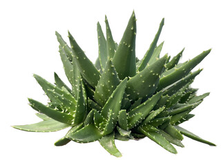 aloe