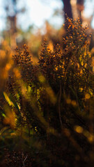 Macro de bruy&egrave;res sauvages, illumin&eacute;es par le soleil couchant