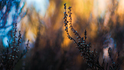 Macro de bruyères sauvages, illuminées par le soleil couchant