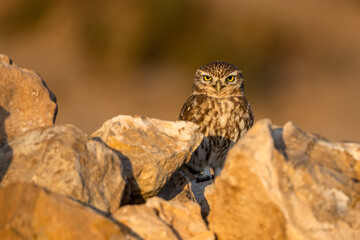 Little owl, Athene noctua, Souss-Massa National Park, Morocco.