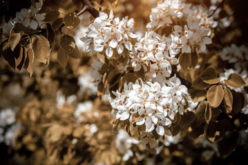 Flowering branch of pear in the garden in spring
