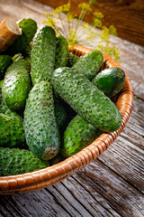 Fresh cucumbers from your home garden.