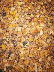 イチョウの落ち葉