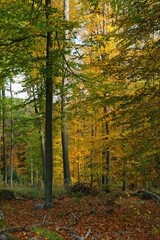 Obraz premium Herbstwald