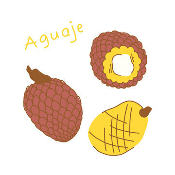 Illustration of aguaje fruit with and without peel isolated on white background.