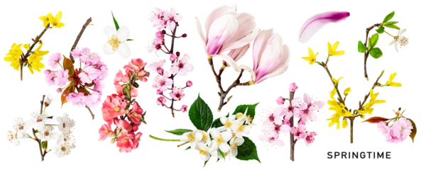 Fototapeten Different spring flowers blossom set. PNG with transparent background. Flat lay. Without shadow. © ifiStudio