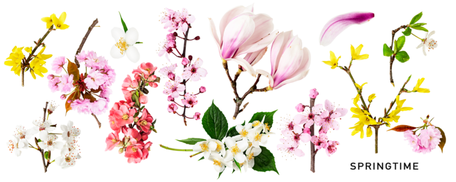 Different spring flowers blossom set. PNG with transparent background. Flat lay. Without shadow.