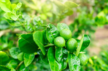Close up view with flare.Green stink bug perched on lemon leaves. Which is pest penetrates and sucks up the sap from young leaves and fruits until damaged. After the rain dew droplets remain.