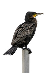 Cormorant - cut out
