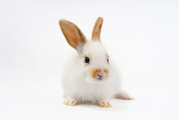 portrait young fluffy rabbit, white adorable bunny sitting on white background
