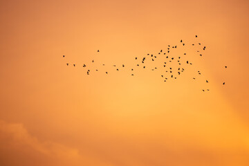 夕方の野鳥