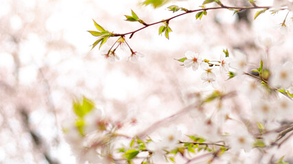 横構図のサクラ