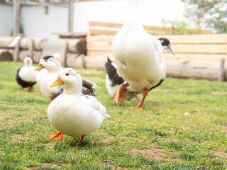 庭で歩くアヒル