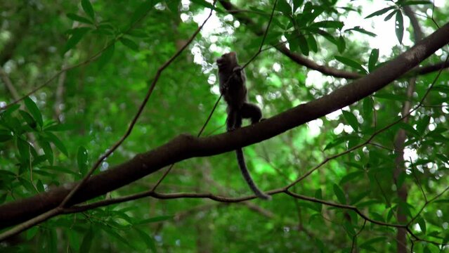 Marmoset monkey on a tree in the wild
