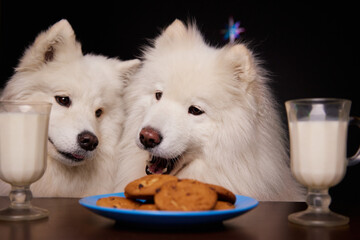 Merry Christmas. Cute dogs eat freshly baked cookies for Christmas. The concept of New Year holidays. Merry Christmas mood. Happy New Year.