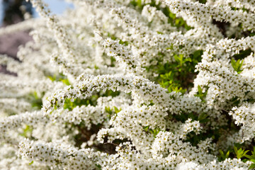 満開ユキヤナギ