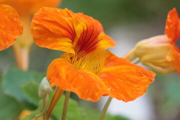 Closeup of a Garden nasturtium, known as Kappertjies in South Africa.