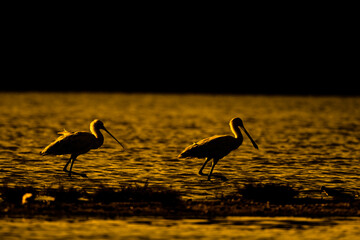 Eurasian Spoonbill, Common Spoonbill, Platalea leucorodia