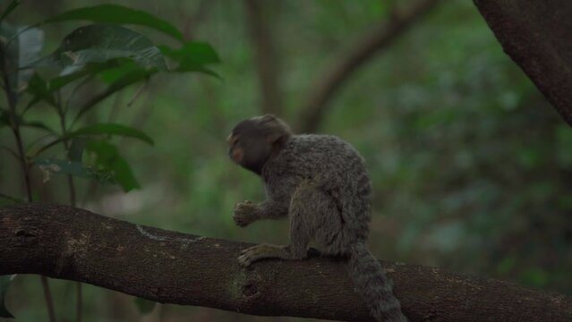 Marmoset monkey on a tree in the wild