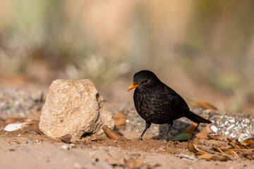The common blackbird, Turdus merula, wintering in Morocco.