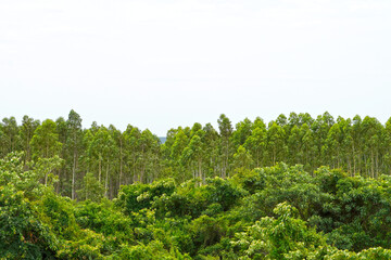 Fototapeta na wymiar Earth day panorama tree with white background. Early autumn tones on a green forest of TP Kottai, Andhra Pradesh, India. Forest trees in India.