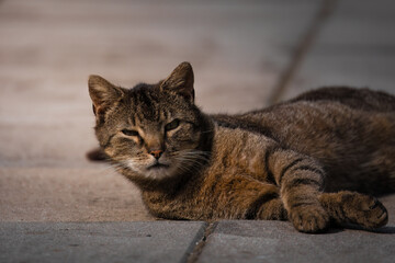 A white cat, a gray cat, a dangerous animal, the cat lies on the pavement and rests, beautiful fur,...