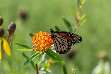 Monarch Butterfly On Orange Butterfly Milkweed Plant