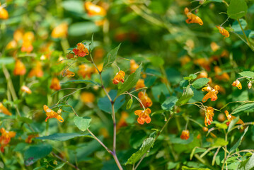 Orange Jewelweed Growing Wild Along the Trail