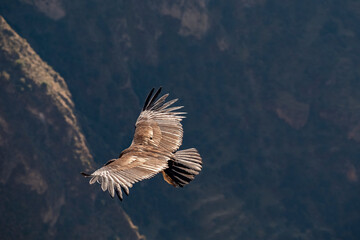 Condor des Andes en vol vu du dessus