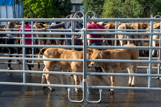 Veaux dans un enclos pendant un march&eacute; aux bestiaux