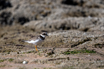 Common ringed plover or ringed plover, Charadrius hiaticula. Souss Massa National Park, Morocco