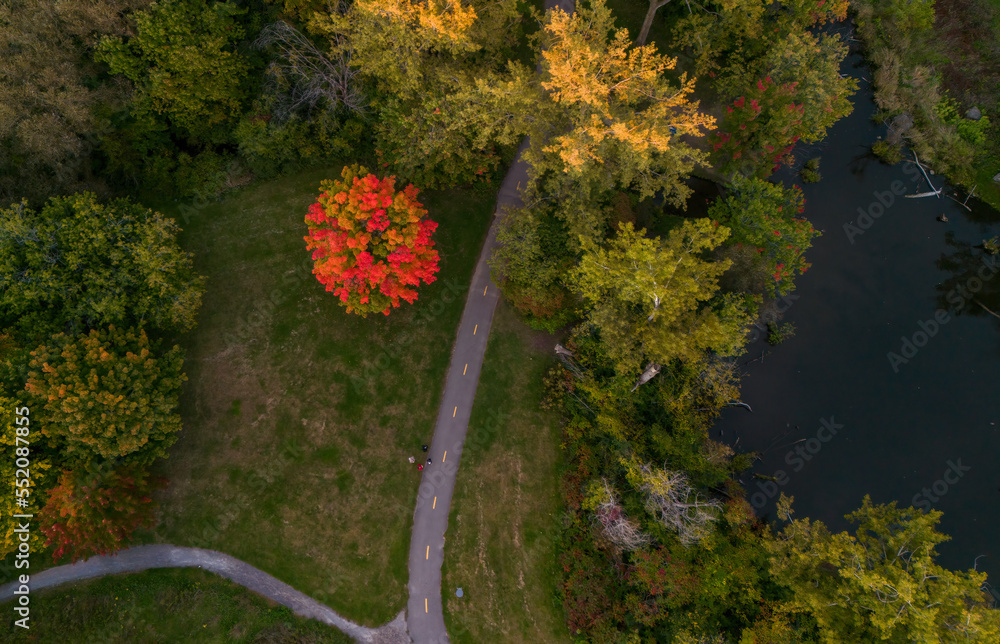 Wall mural Aerial view of Sugar maple tree (Acer saccharum) in autumn