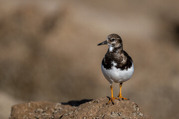 Ruddy turnstone, Arenaria interpres, wintering on the Moroccan coast.
