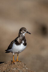 Ruddy turnstone, Arenaria interpres, wintering on the Moroccan coast.