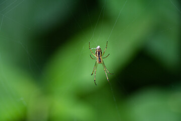 Macro shots.
