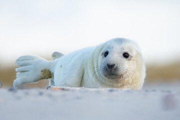 Gray seal puppy on the beach