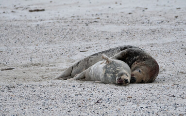 Fototapeta premium Gray Seal Couple on the beach