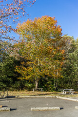 Autumn Tree At Ocean Park 4