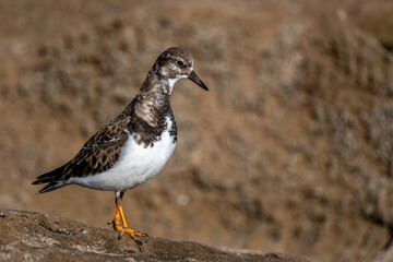 Ruddy turnstone, Arenaria interpres, wintering on the Moroccan coast.
