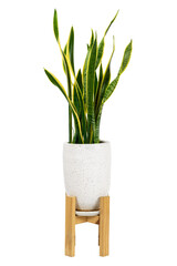 Dracaena trifasciata (Sansevieria laurentii or Snake Plant) in high detail cement pot on Teak Wood Pot Stand isolated on white background with clipping path. Air purifying plants.