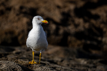 Yellow-legged gull, Larus michahellis, Morocco.