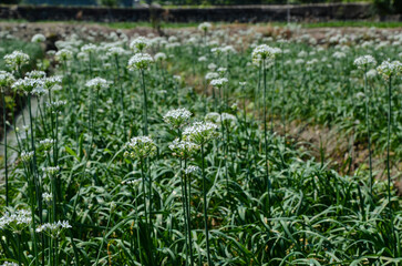 Leek flowers in the farm.