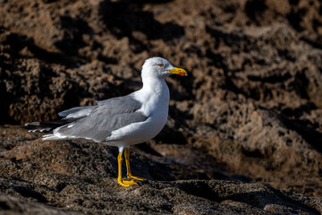 Yellow-legged gull, Larus michahellis, Morocco.