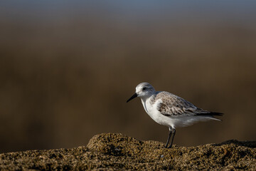 Sanderling, Calidris alba. A common shorebird.