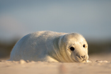 Gray Seal puppy on the beach