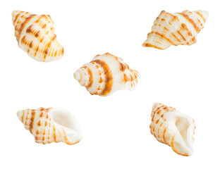Cockle shell or scallop shall isolated on white background , Marine sea shell  - 552091660