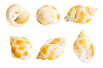 Cockle shell or scallop shall isolated on white background , Marine sea shell 