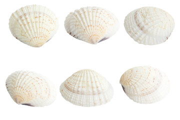 Cockle shell or scallop shall isolated on white background , Marine sea shell  - 552091690