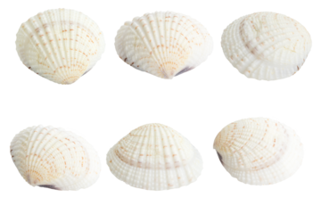Cockle shell or scallop shall isolated on white background , Marine sea shell 